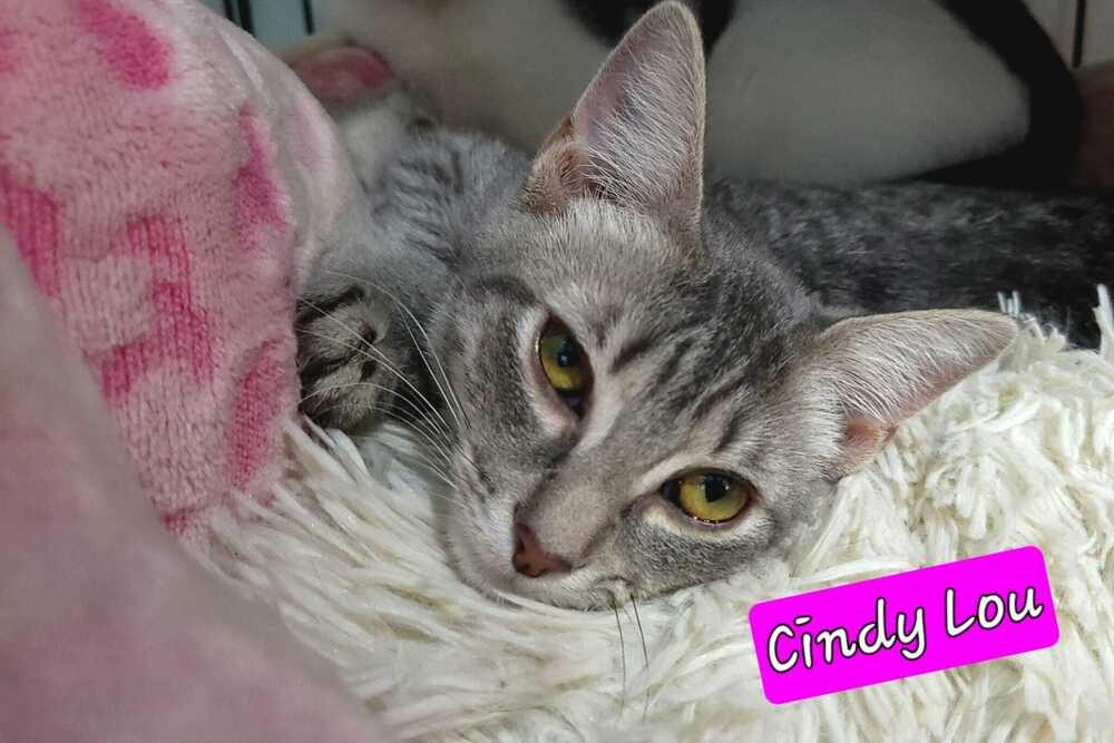 Cindy-Lou, Adoptable, Kitten Female Domestic Short Hair.