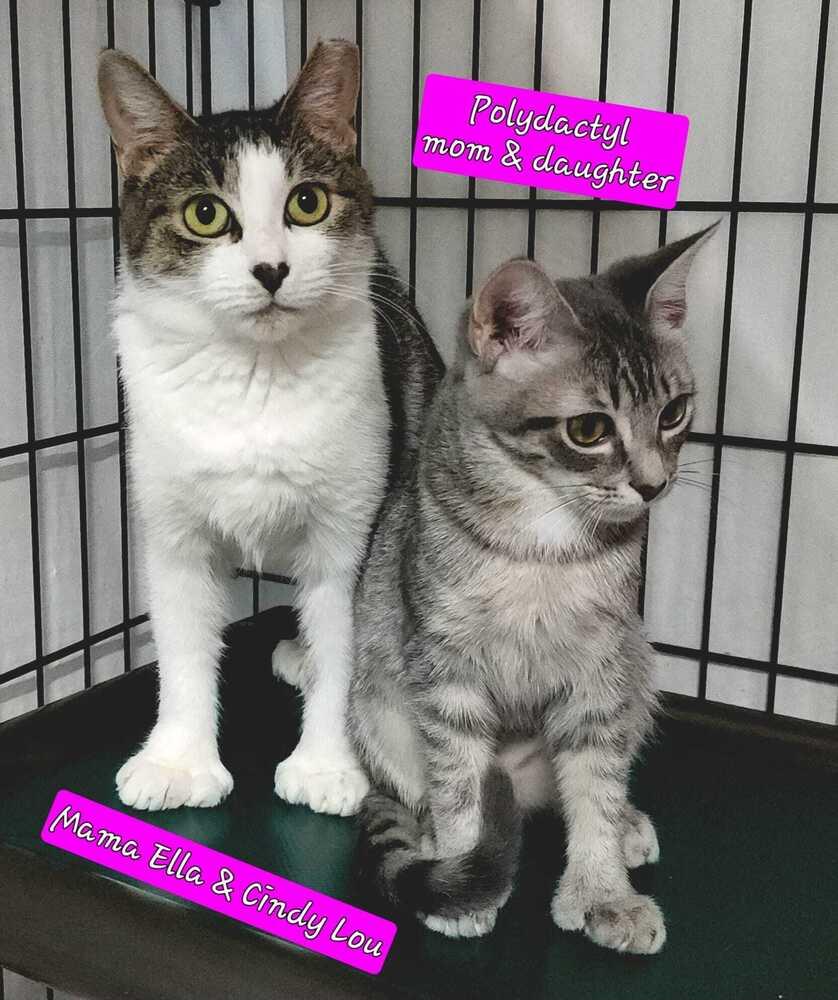 Enlarge Cindy-Lou, a Adoptable mixed breed in Jessup, MD image 2/2