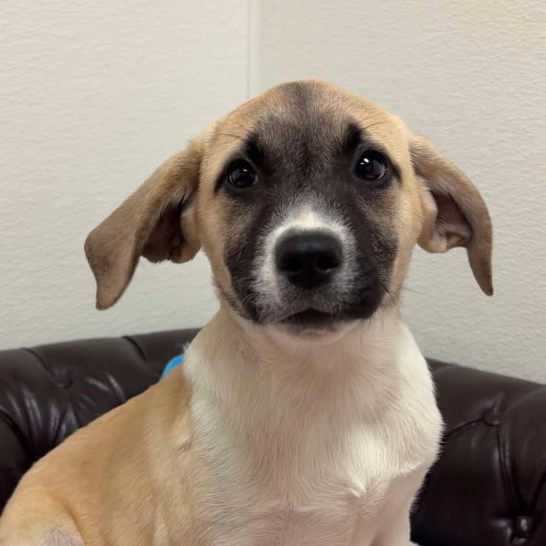 Cheesy Gordita Crunch