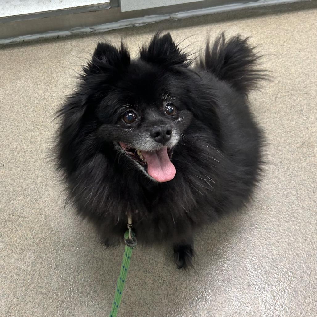 Enlarge Bailey, a Adoptable Pomeranian in Waukesha, WI image 3/4