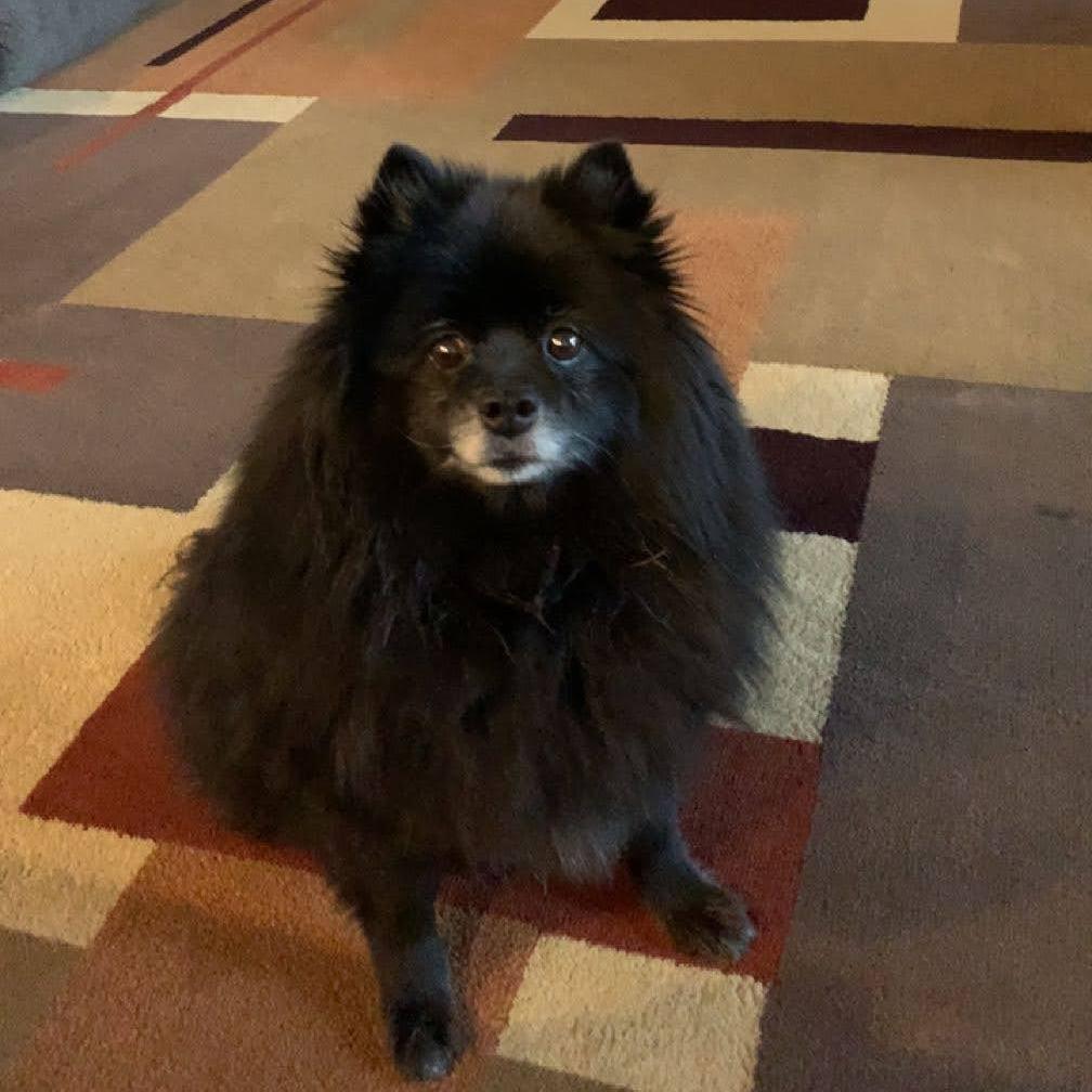 Enlarge Bailey, a Adoptable Pomeranian in Waukesha, WI image 4/4