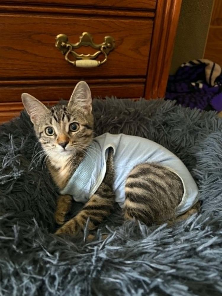 Mahoraga, Adoptable, Kitten Female Domestic Short Hair.