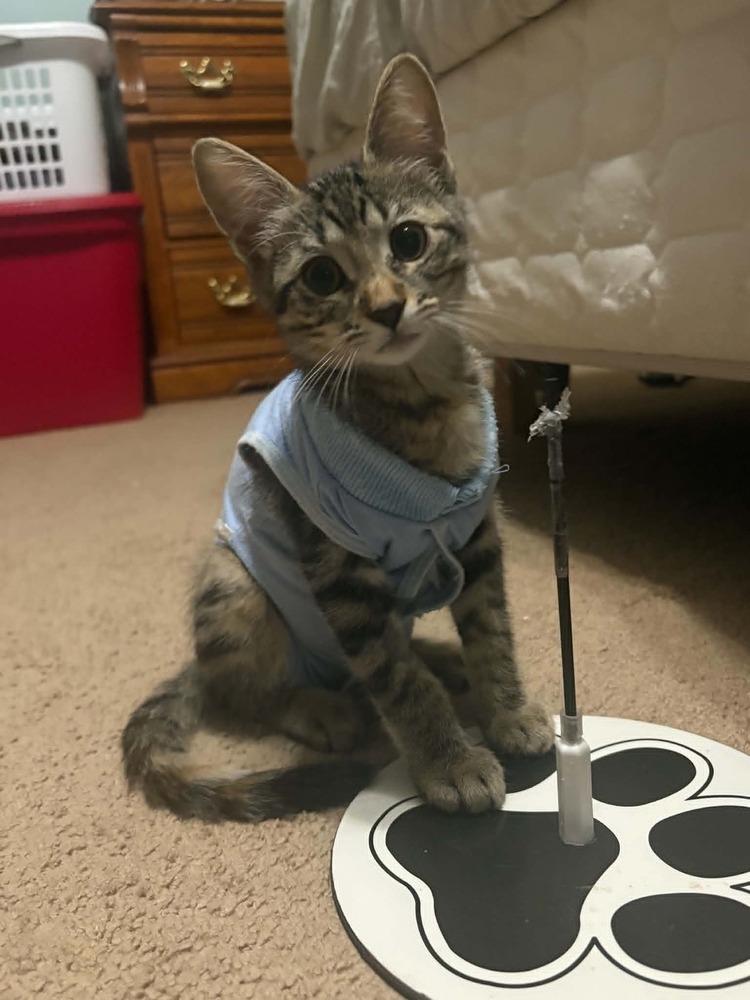 Mahoraga, a Adoptable Domestic Short Hair in Plymouth, MN image 2/6
