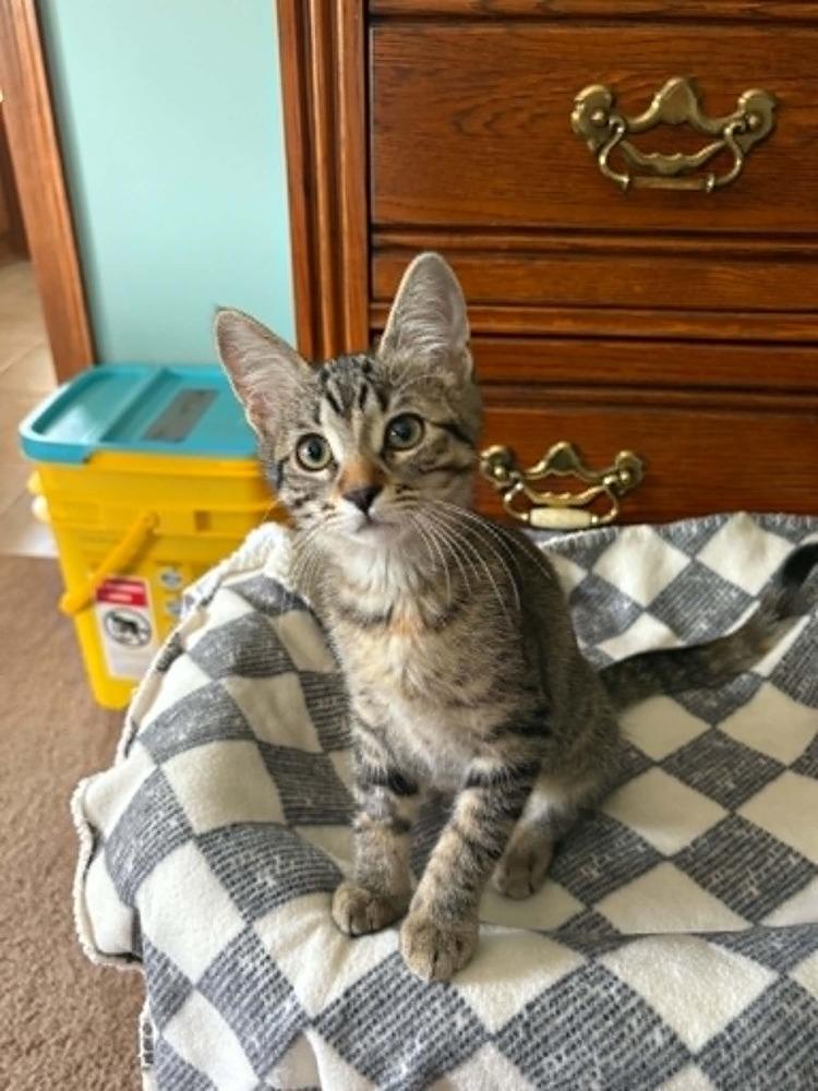 Mahoraga, a Adoptable Domestic Short Hair in Plymouth, MN image 3/6