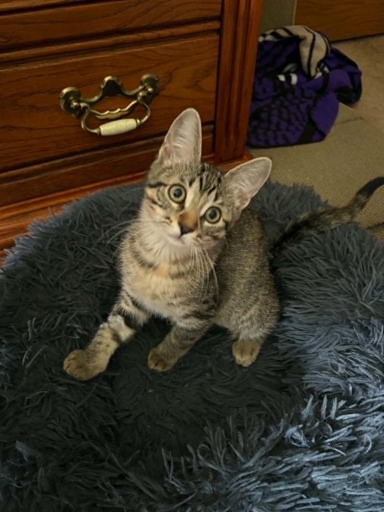 Mahoraga, a Adoptable Domestic Short Hair in Plymouth, MN image 4/6