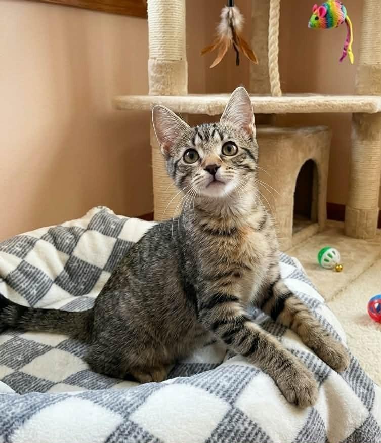 Mahoraga, a Adoptable Domestic Short Hair in Plymouth, MN image 5/6