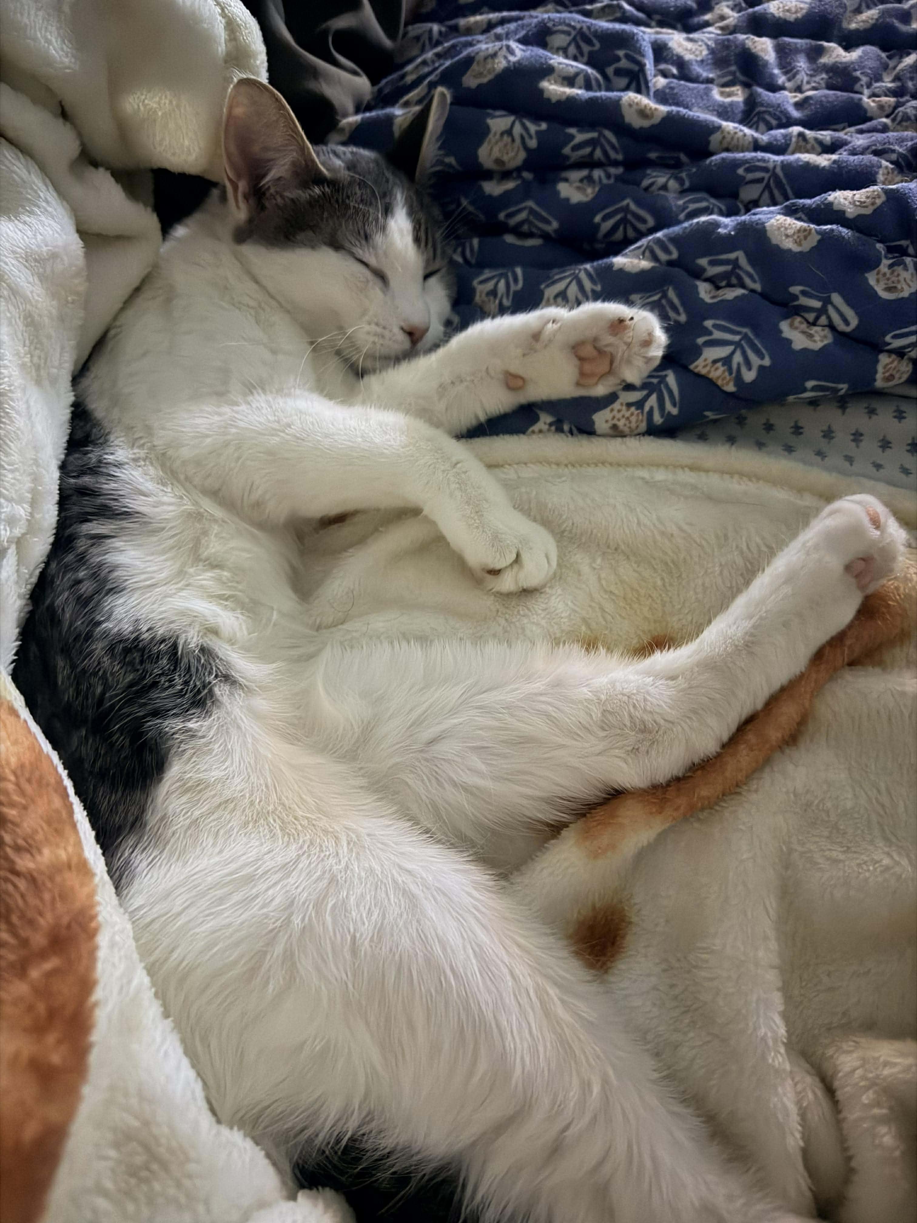 Enlarge Lucy, a ADOPTABLE Tabby in Rochester , NY image 2/5