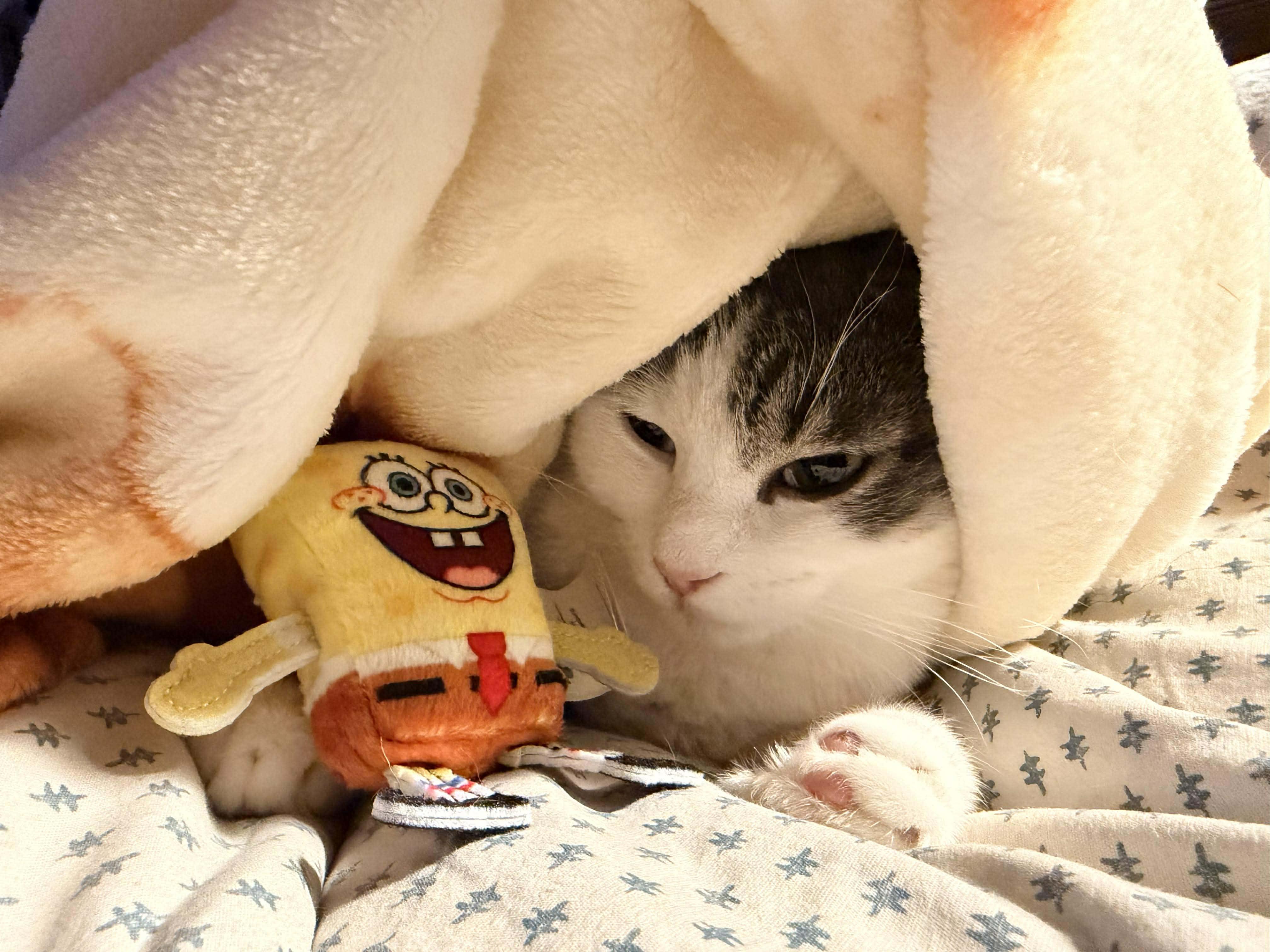 Enlarge Lucy, a ADOPTABLE Tabby in Rochester , NY image 5/5