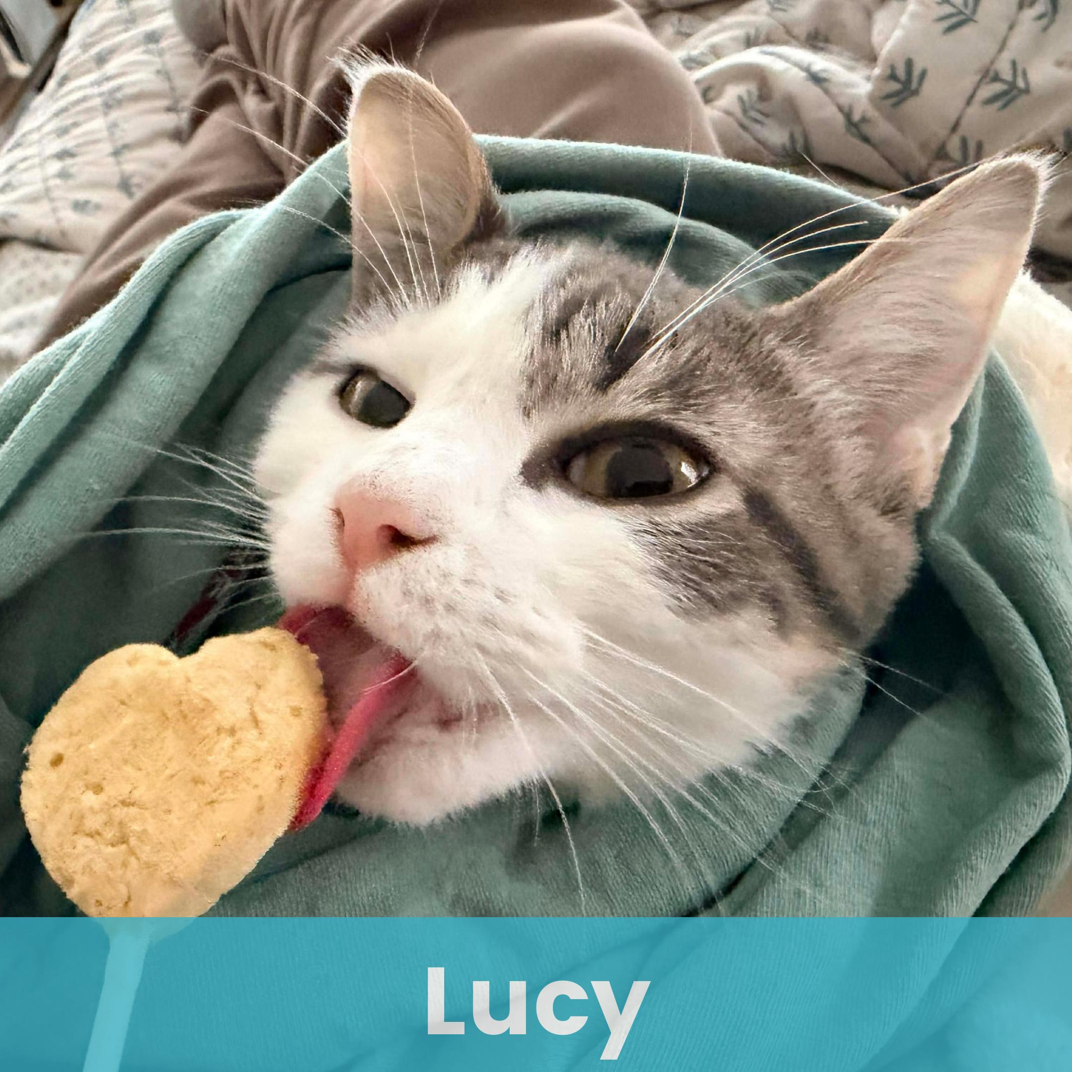 Lucy, ADOPTABLE, Kitten Female Tabby.