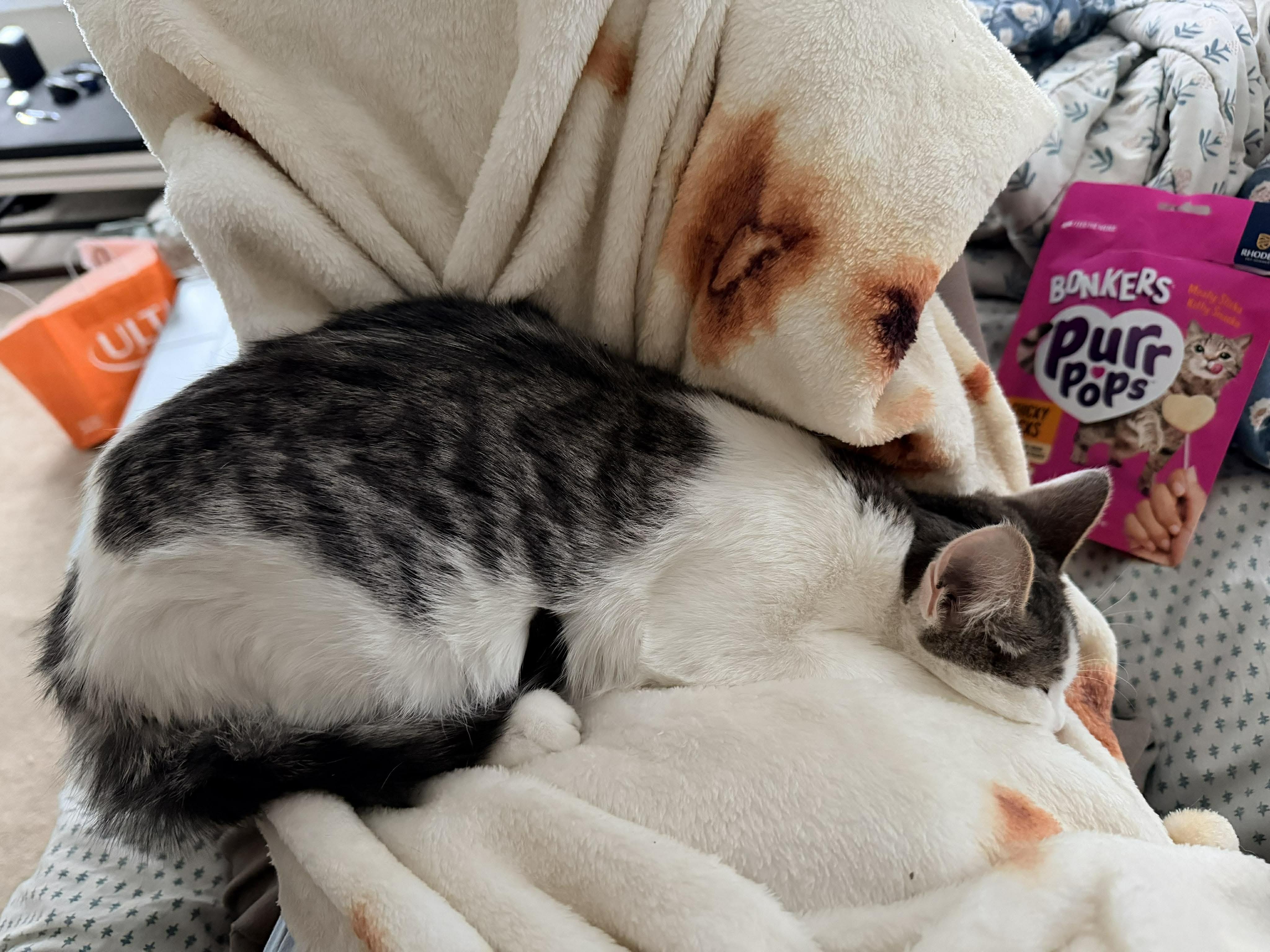 Enlarge Lucy, a ADOPTABLE Tabby in Rochester , NY image 3/5