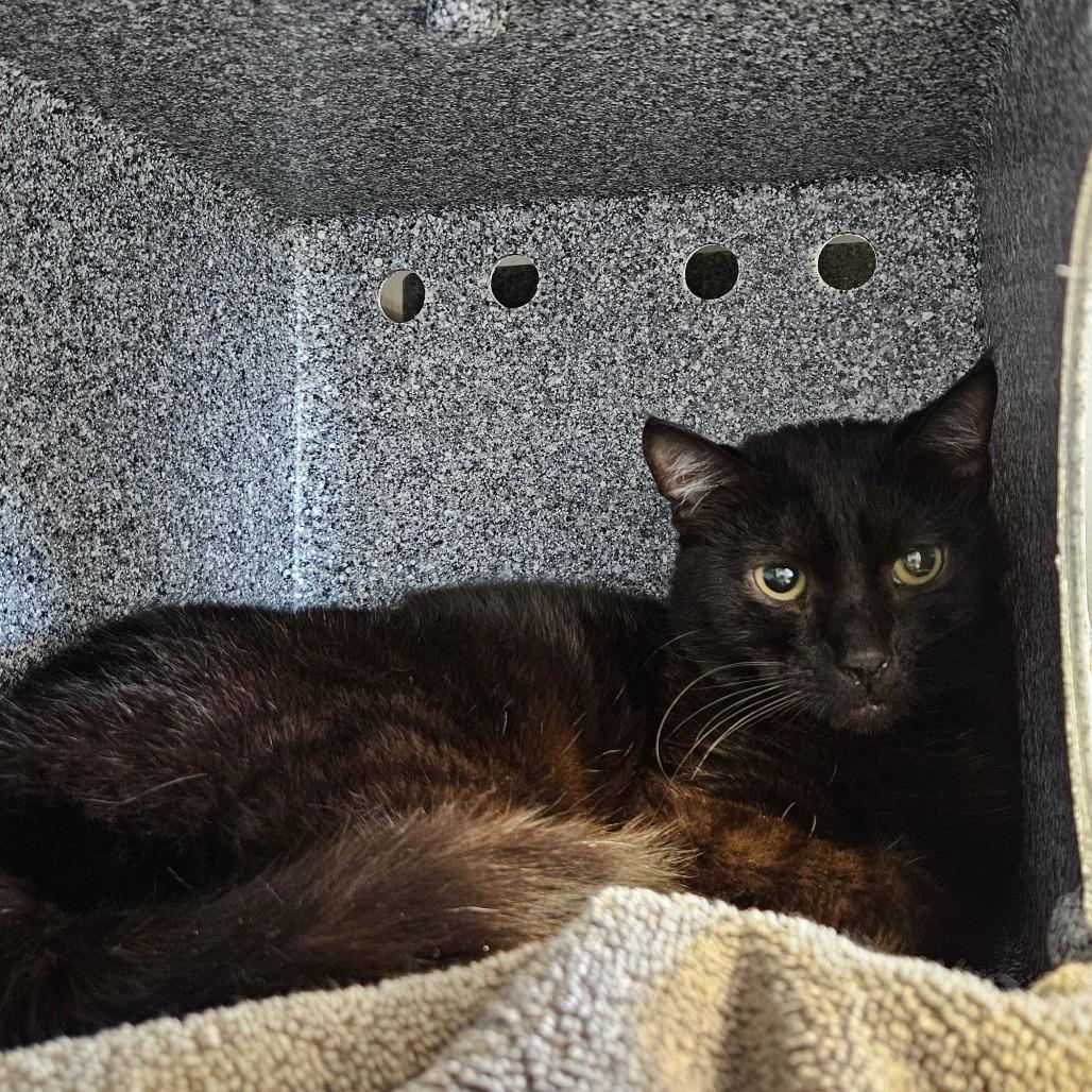Etch, Adoptable, Adult Male Domestic Short Hair.