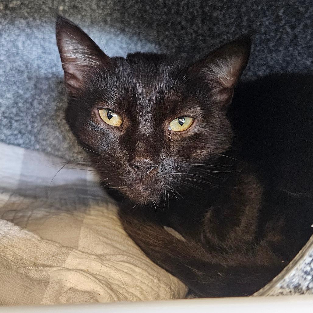 Etch, a Adoptable Domestic Short Hair in Dover, NH image 2/2