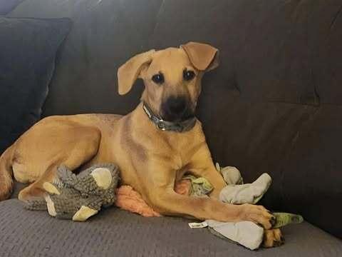 Enlarge Stevie, a Adoptable mixed breed in Fredonia, WI image 1/3