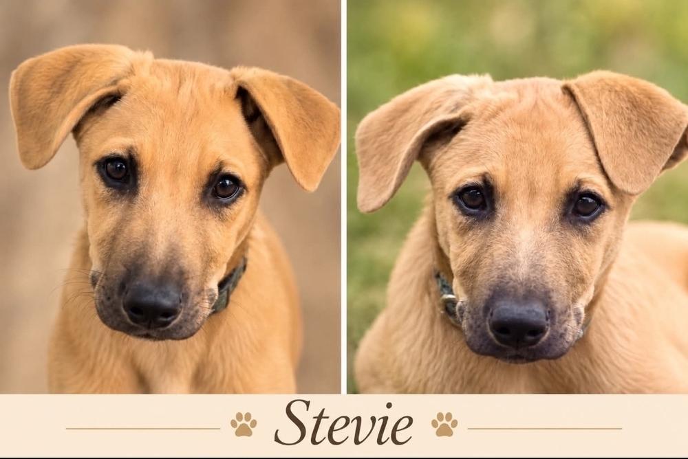 Enlarge Stevie, a Adoptable mixed breed in Fredonia, WI image 3/3