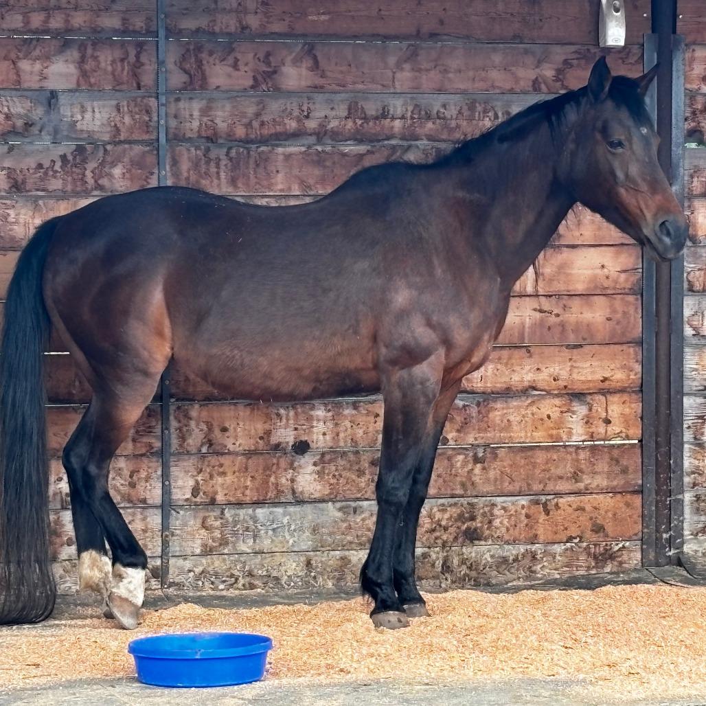 Gracie, Adoptable, Senior Female Arabian.