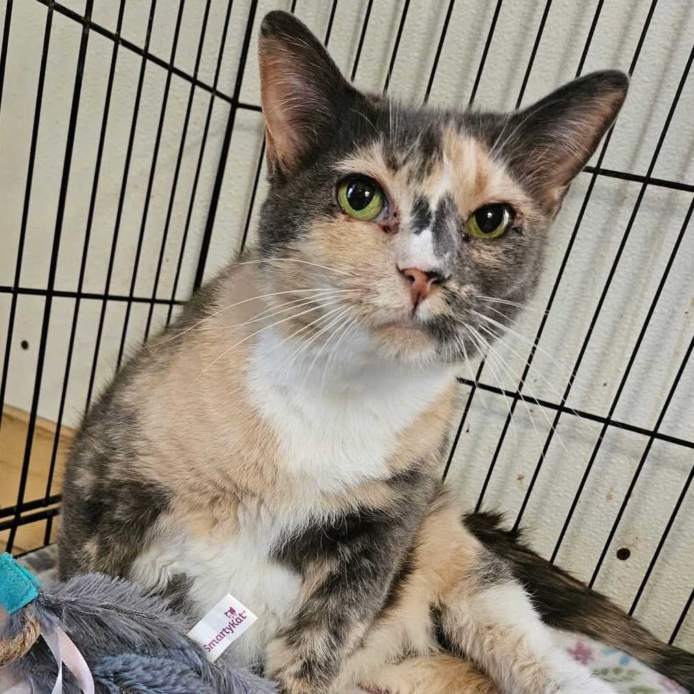 Enlarge Chloe Lydia, a ADOPTABLE mixed breed in Lumberton, NC image 1/1