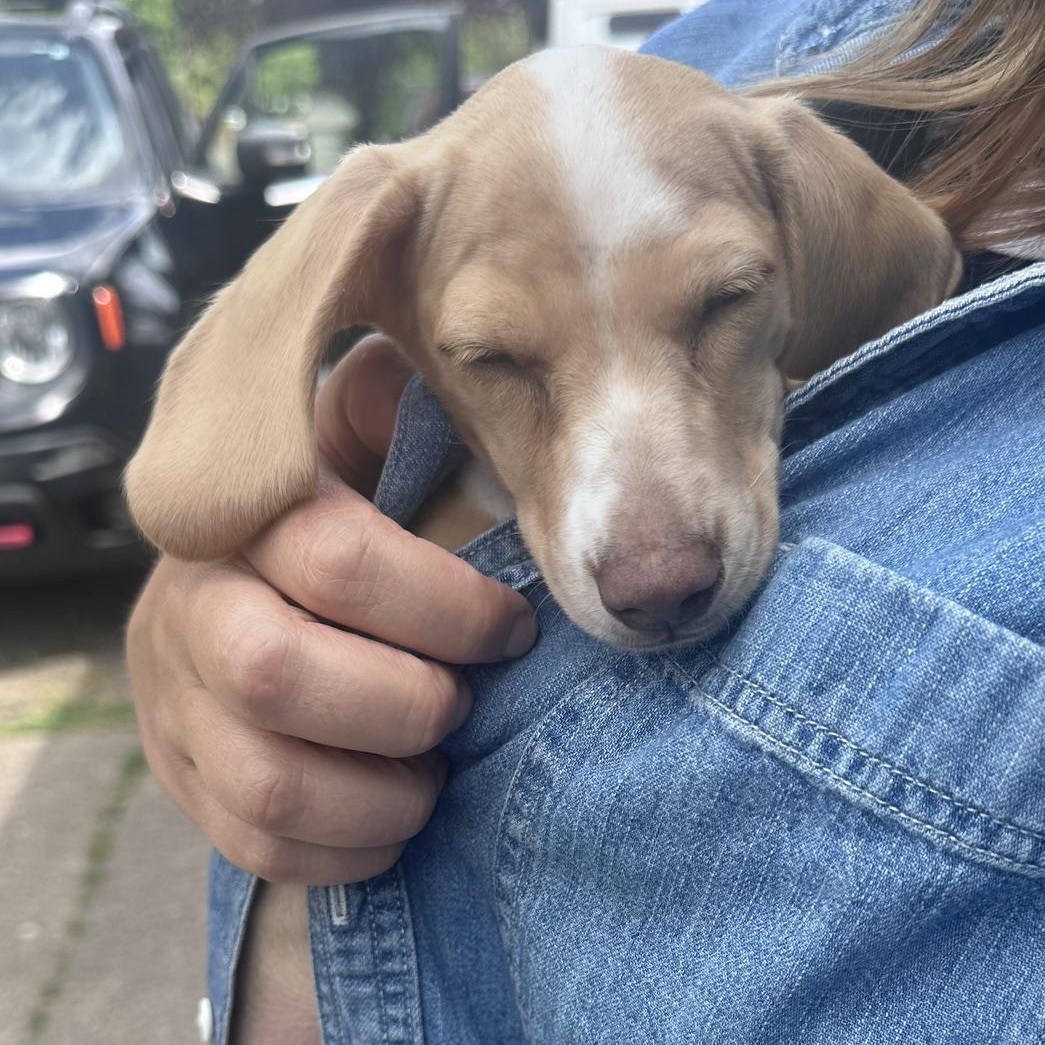 Enlarge ODIN (MEDICAL HOLD), a ADOPTABLE Dachshund in Portland, OR image 5/5