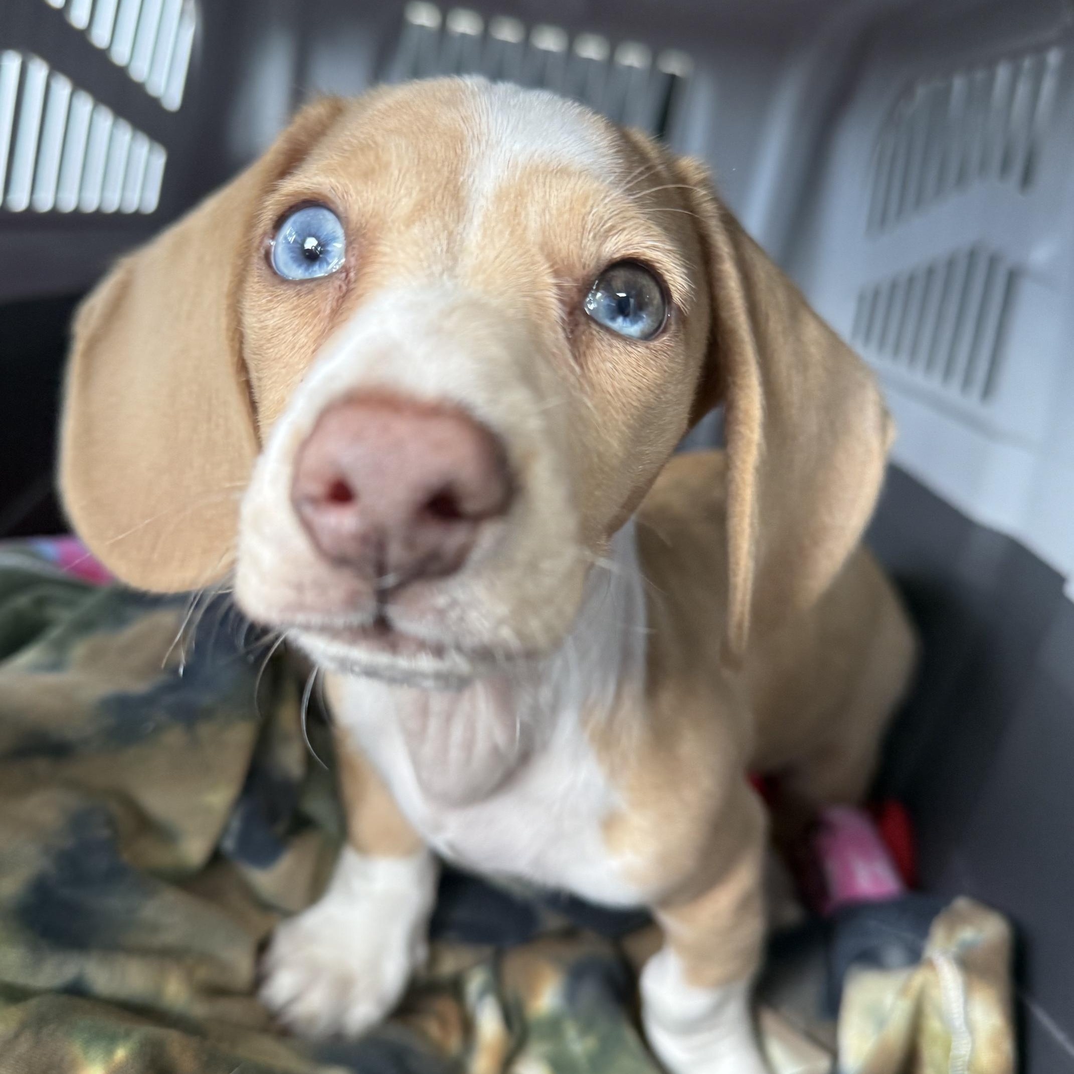 ODIN (MEDICAL HOLD), ADOPTABLE, Puppy Male Dachshund.