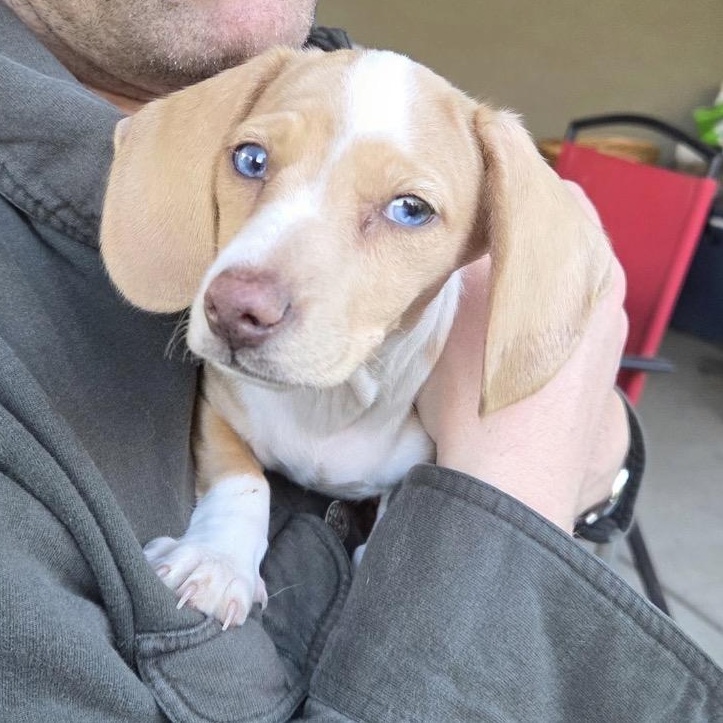 Enlarge ODIN (MEDICAL HOLD), a ADOPTABLE Dachshund in Portland, OR image 4/5