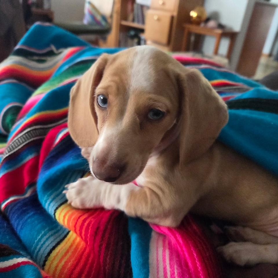 Enlarge ODIN (MEDICAL HOLD), a ADOPTABLE Dachshund in Portland, OR image 3/5