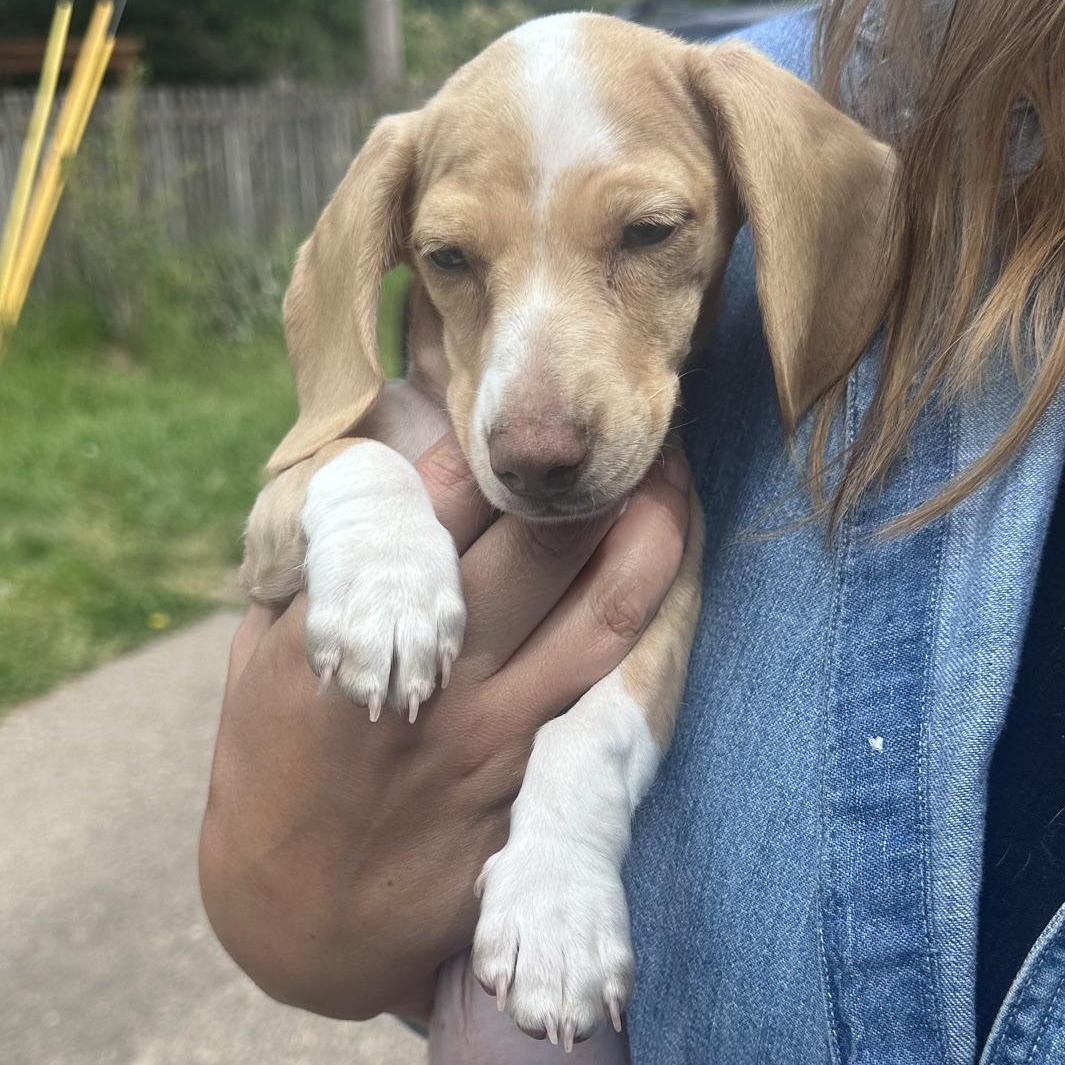 Enlarge ODIN (MEDICAL HOLD), a ADOPTABLE Dachshund in Portland, OR image 2/5