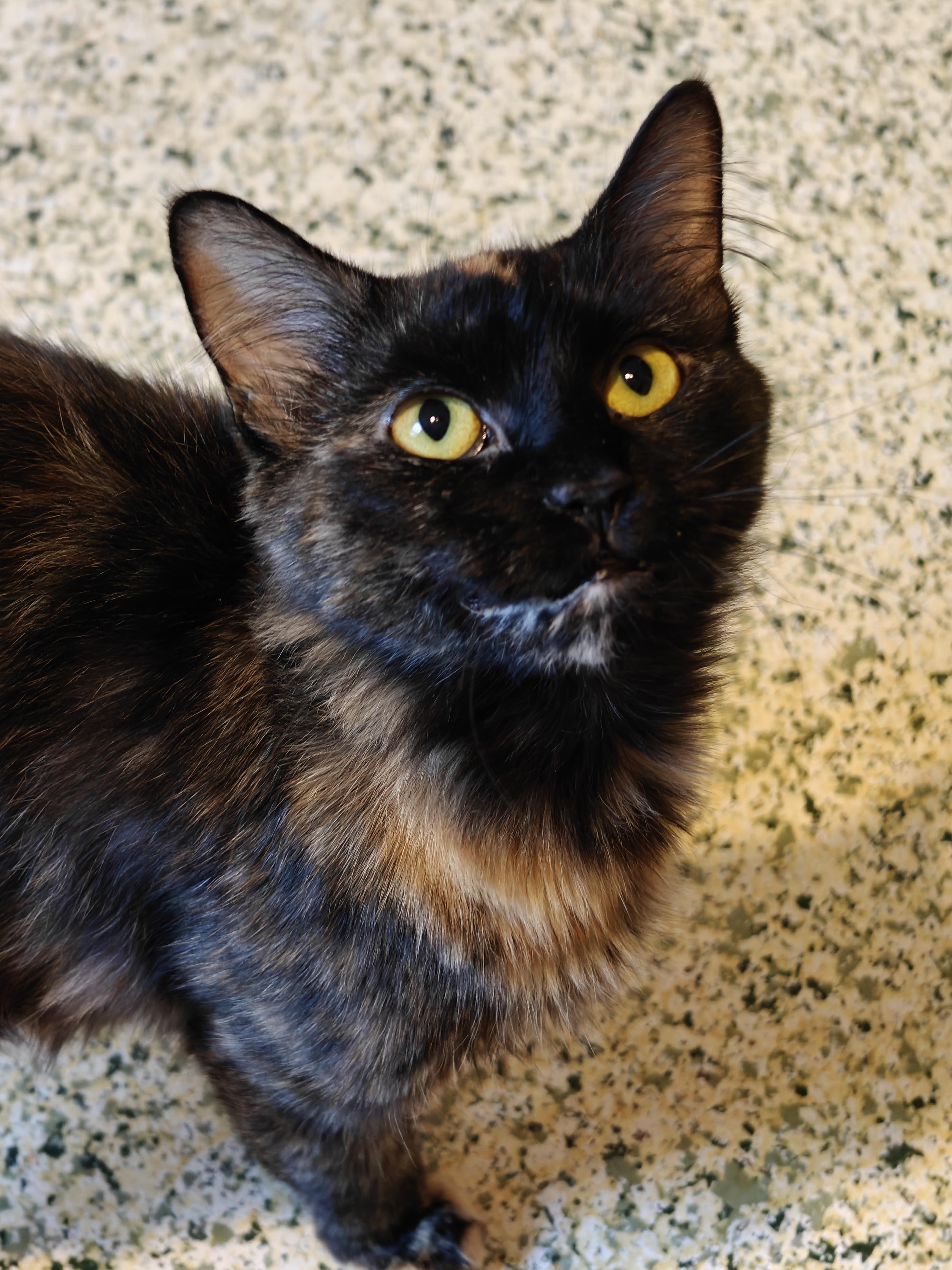 Enlarge O'Keefe , a Adoptable Domestic Long Hair in New Britain, CT image 1/6