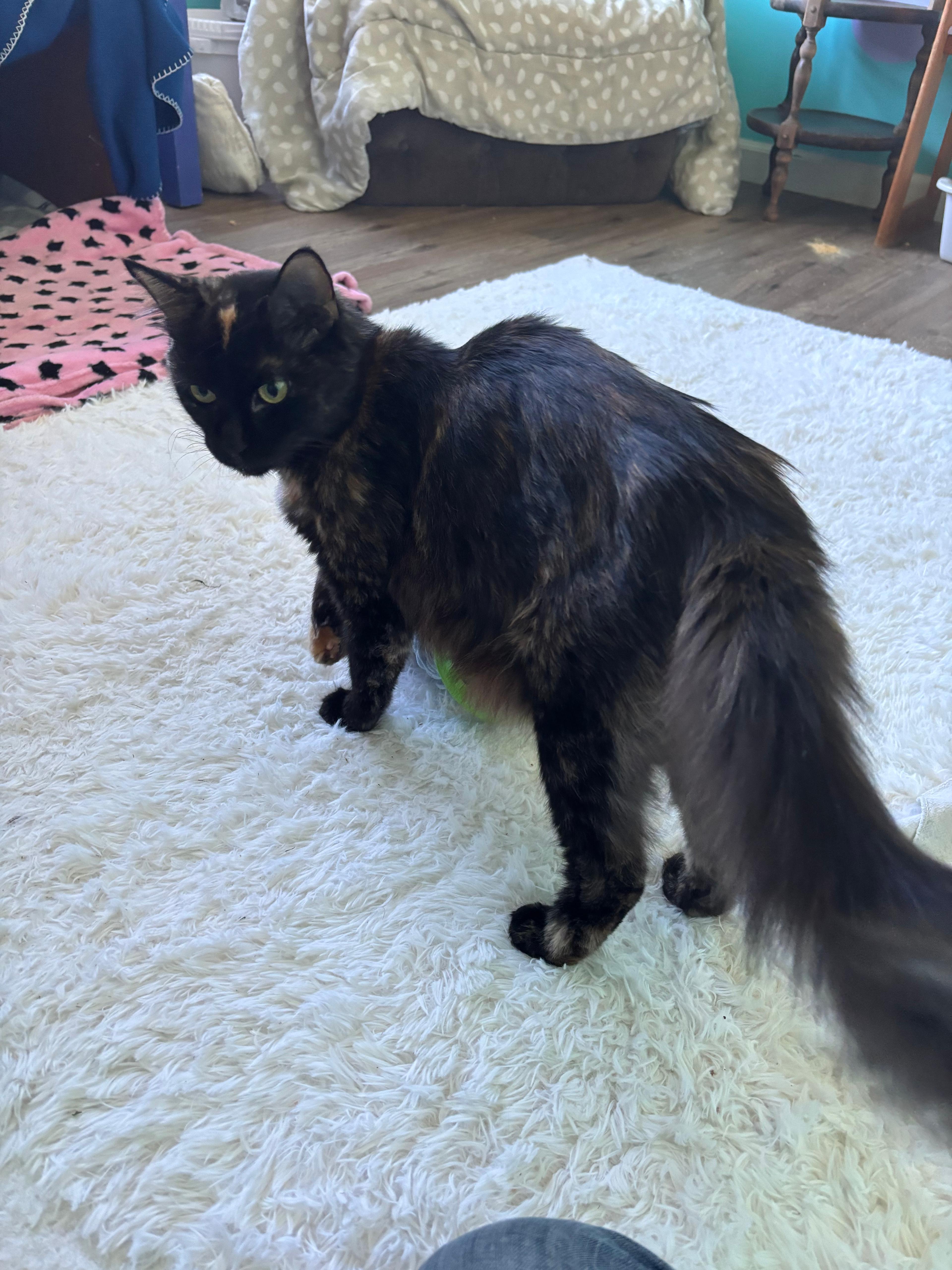 Enlarge O'Keefe , a Adoptable Domestic Long Hair in New Britain, CT image 3/6