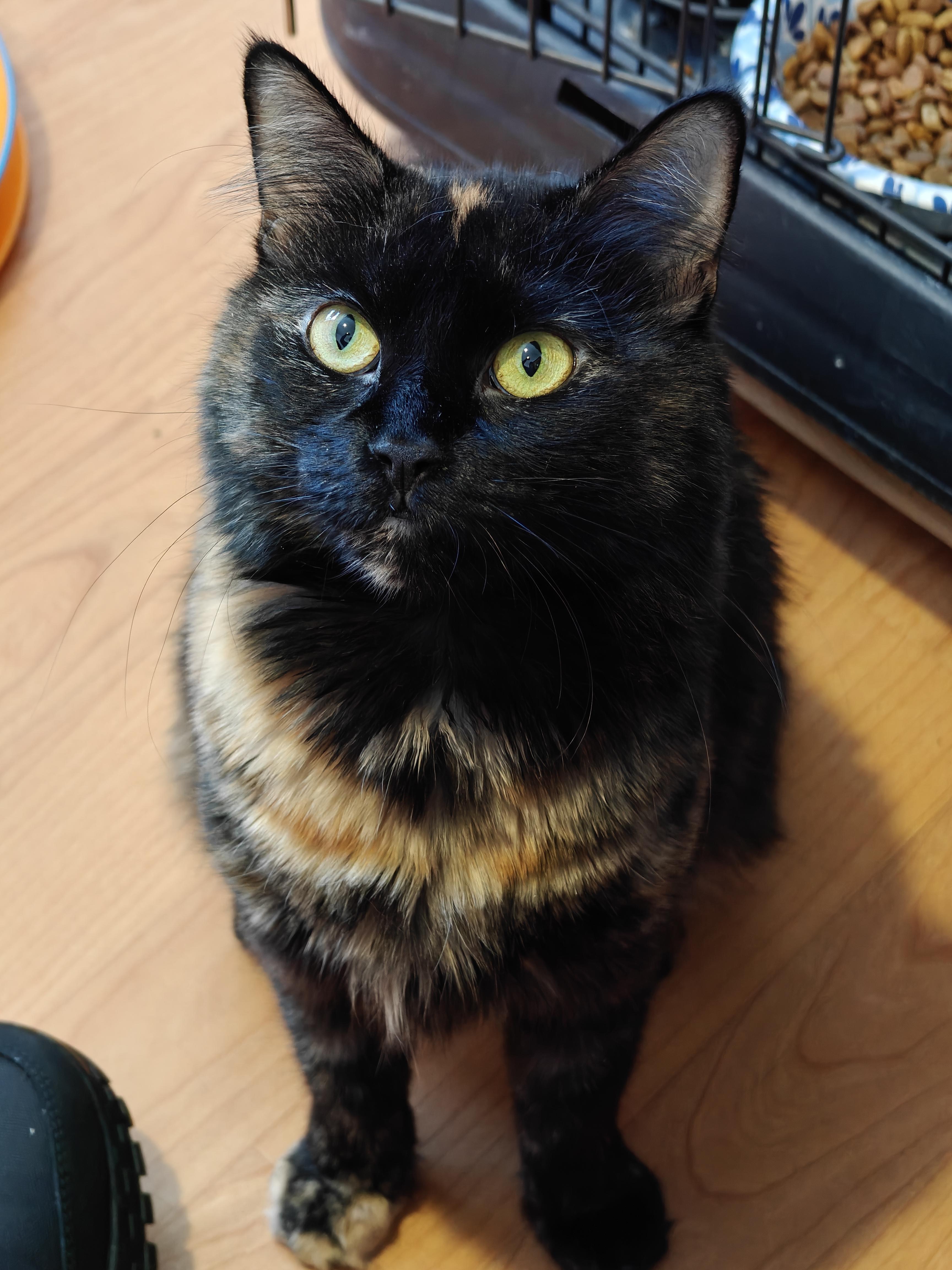 O'Keefe , a Adoptable Domestic Long Hair in New Britain, CT image 1/6