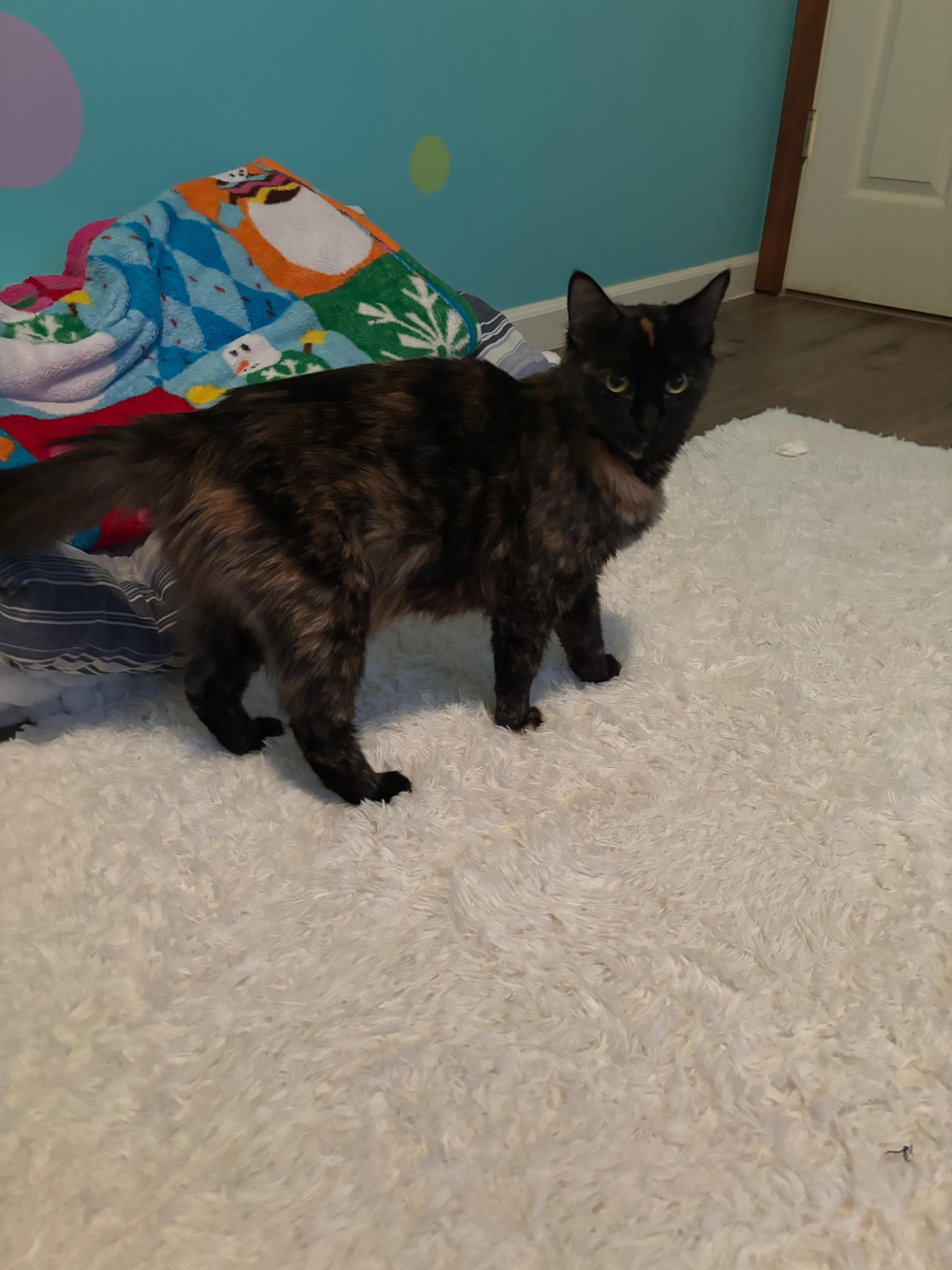 Enlarge O'Keefe , a Adoptable Domestic Long Hair in New Britain, CT image 4/6