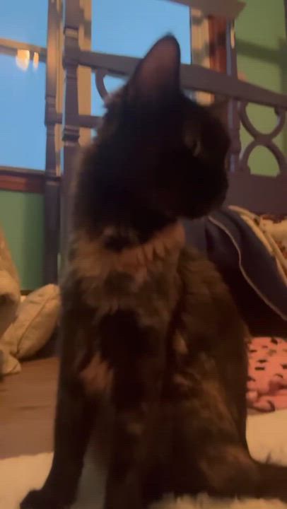 Enlarge O'Keefe , a Adoptable Domestic Long Hair in New Britain, CT video 6/6