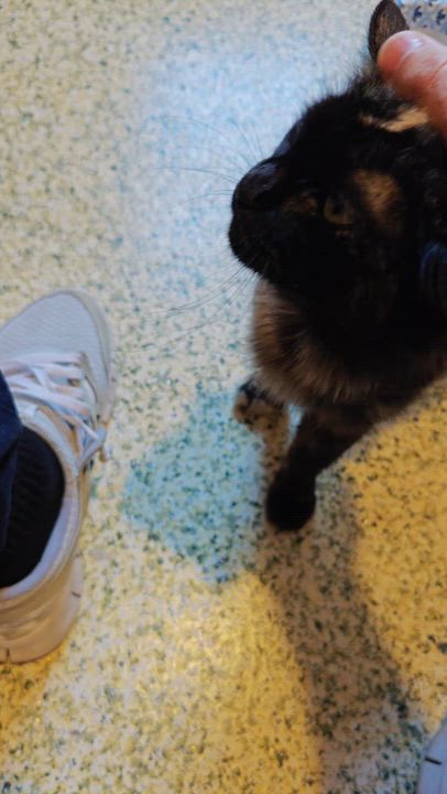 Enlarge O'Keefe , a Adoptable Domestic Long Hair in New Britain, CT video 5/6