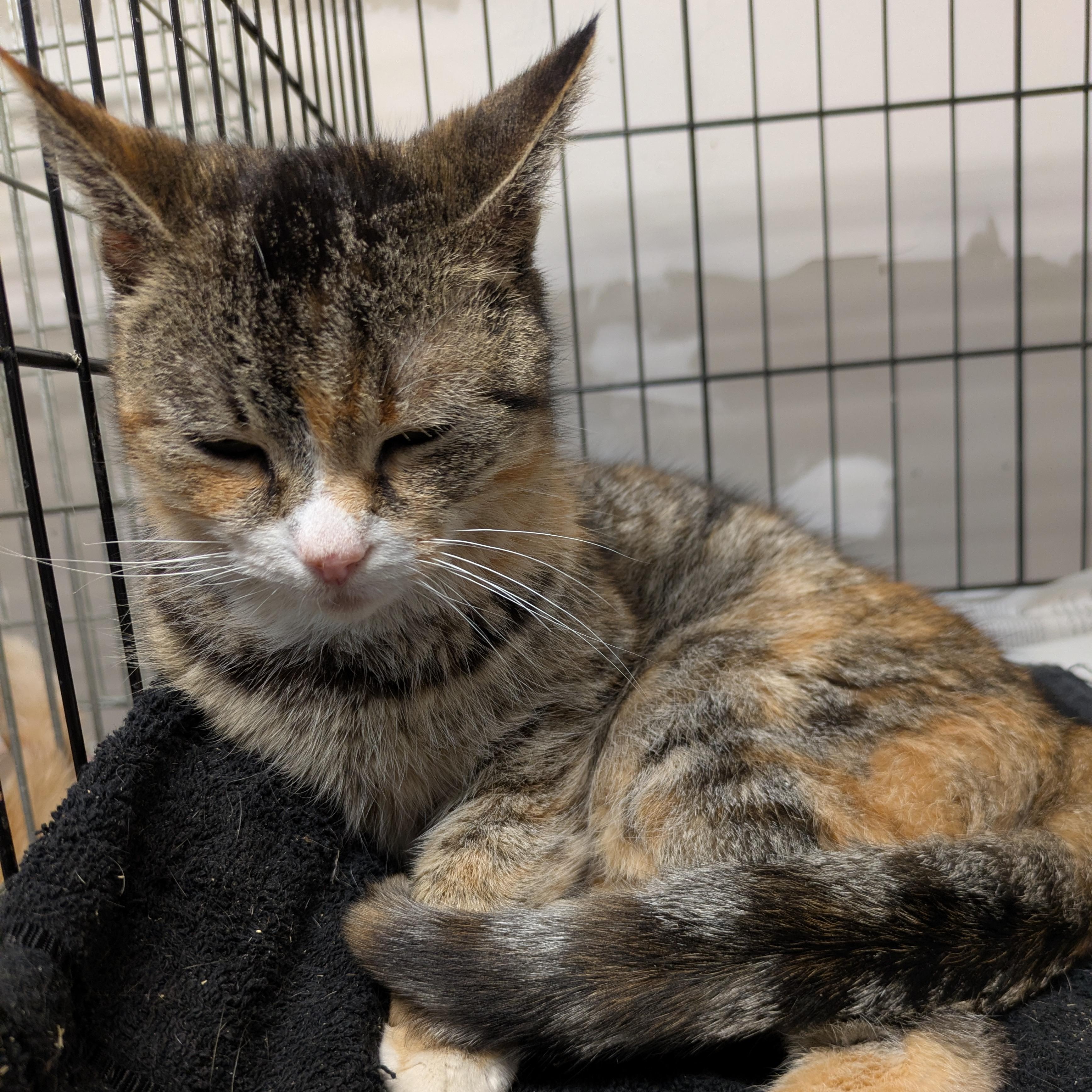 Enlarge Boheme, a ADOPTABLE Domestic Short Hair in Montclair, NJ image 2/3