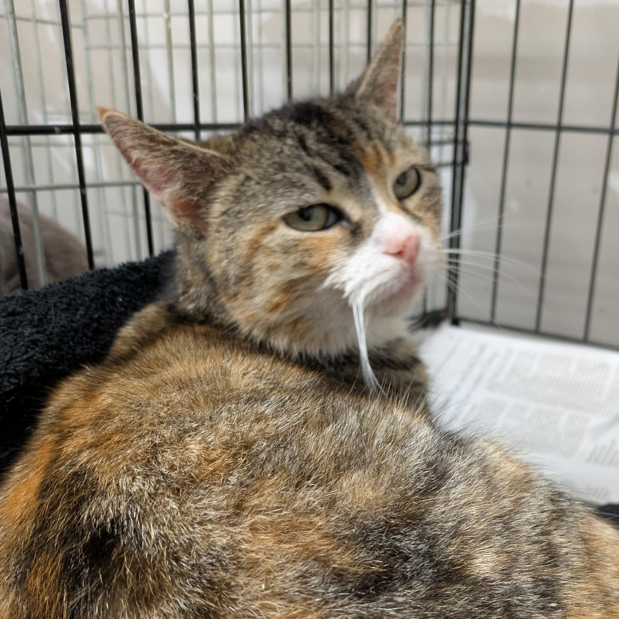 Enlarge Boheme, a ADOPTABLE Domestic Short Hair in Montclair, NJ image 3/3