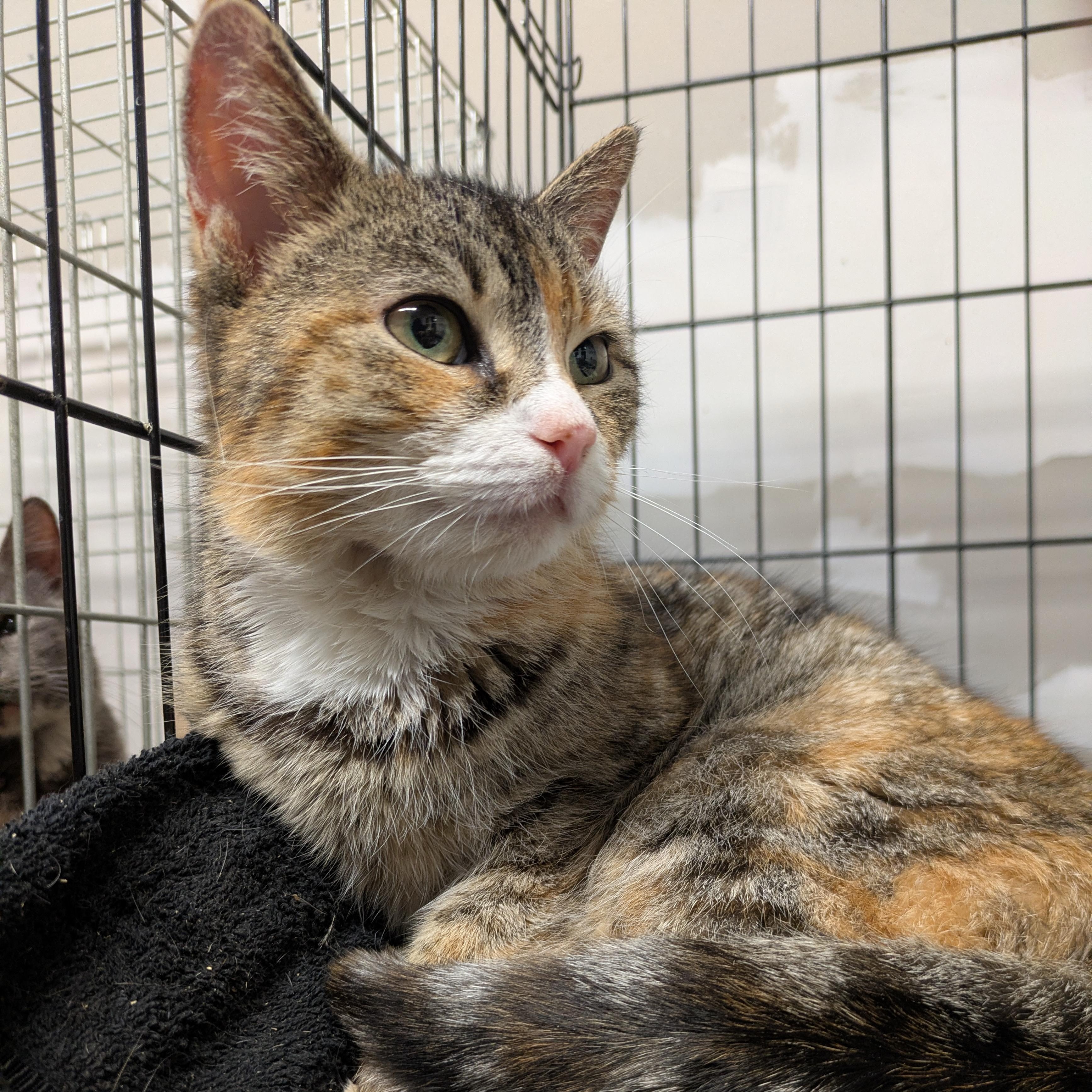 Enlarge Boheme, a ADOPTABLE Domestic Short Hair in Montclair, NJ image 1/3