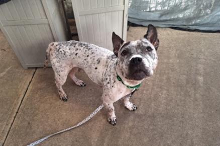 JEAN, an adopted mixed breed in Huntington, NY image 1/2