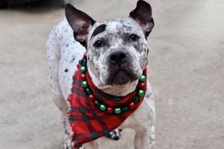 JEAN, an adopted mixed breed in Huntington, NY image 2/2