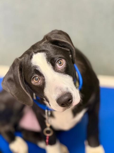 Enlarge Baudy - Come Meet Me!, a ADOPTABLE mixed breed in Medfield, MA image 2/6