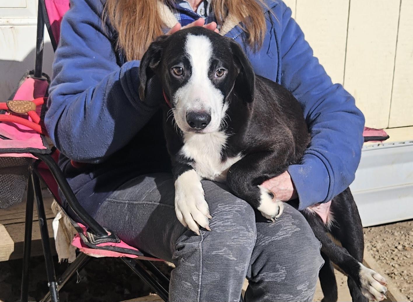Baudy - Come Meet Me!, ADOPTABLE, Puppy Male Border Collie & Labrador Retriever.