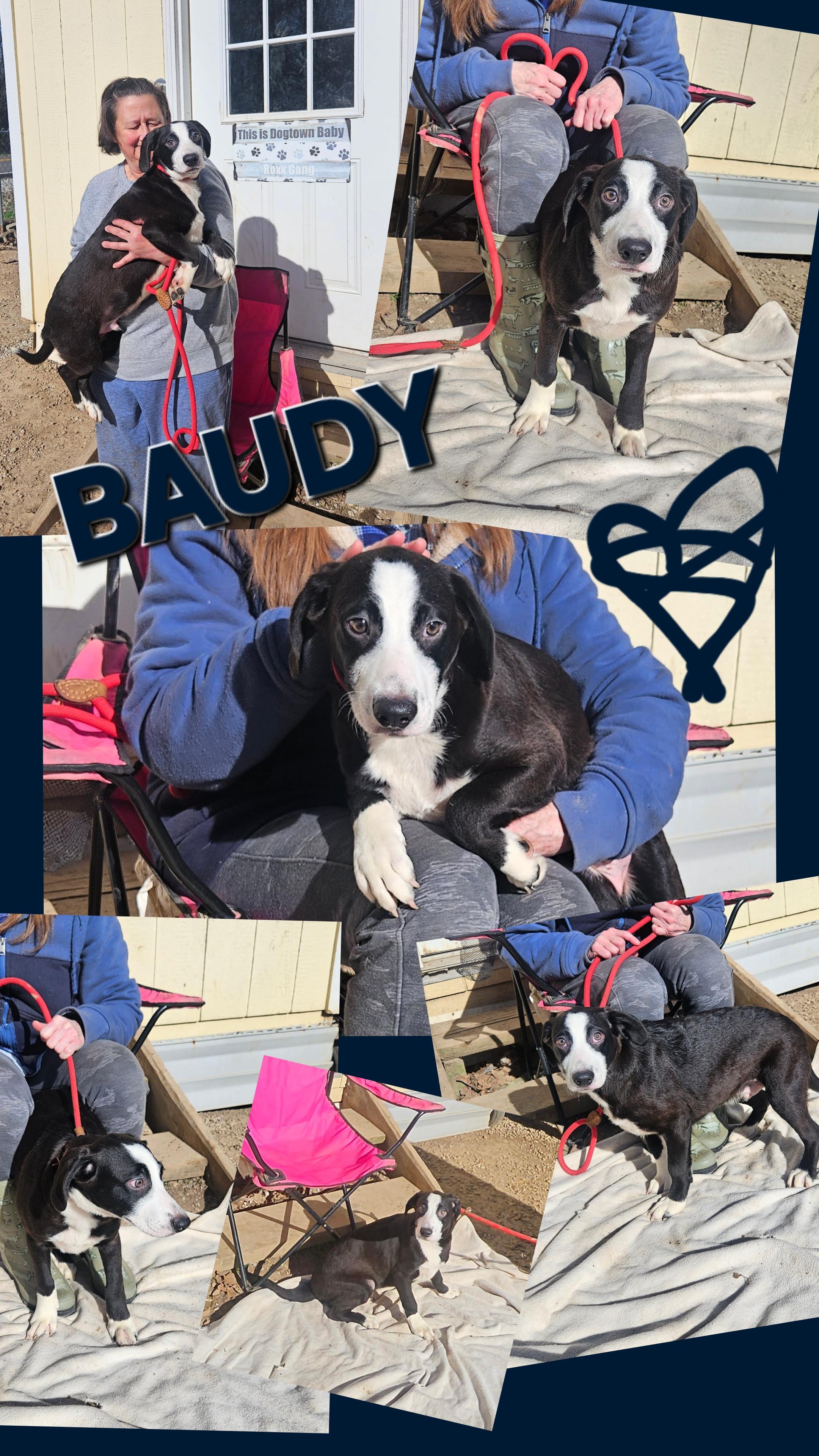 Enlarge Baudy - Come Meet Me!, a ADOPTABLE mixed breed in Medfield, MA image 5/6