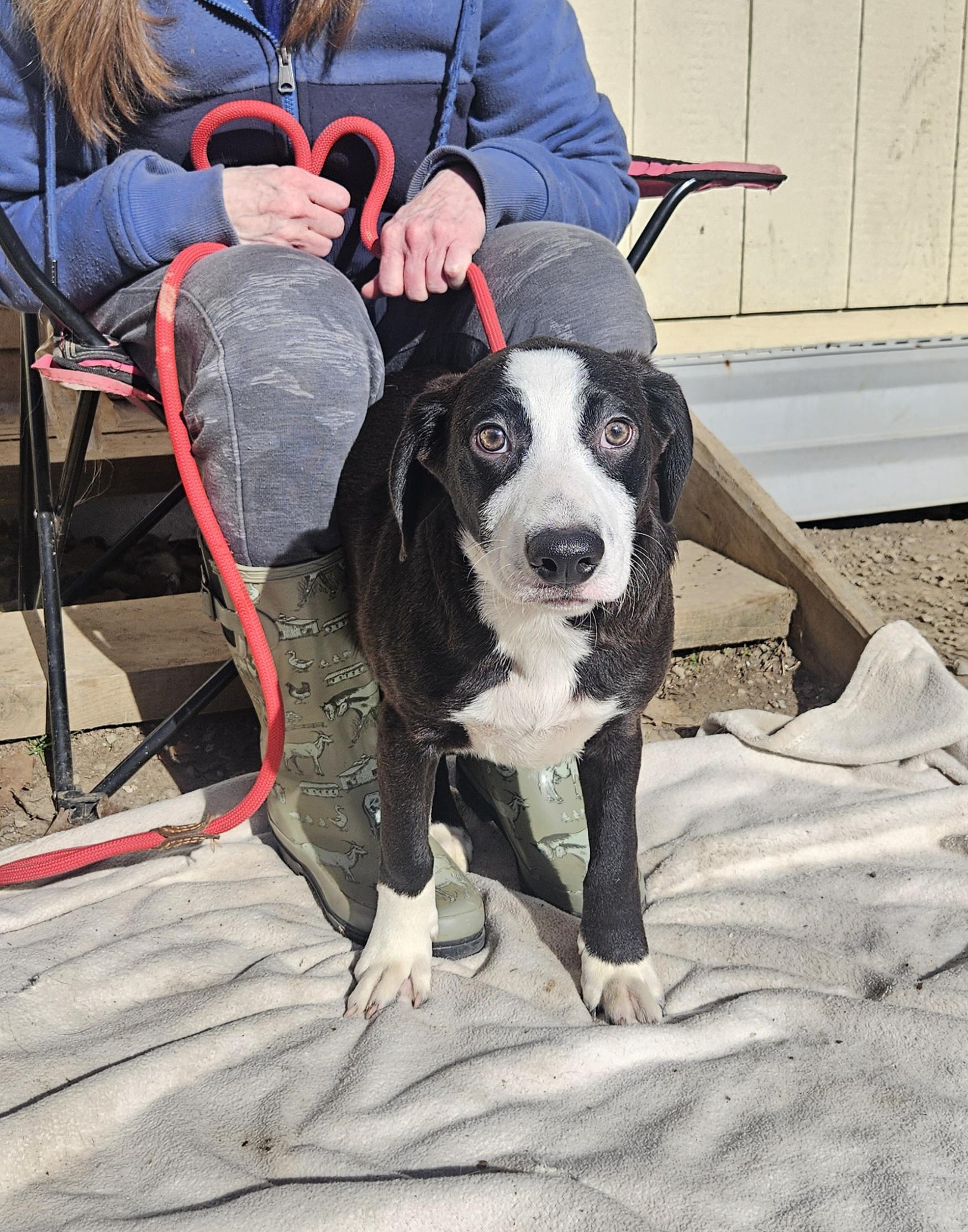 Enlarge Baudy - Come Meet Me!, a ADOPTABLE mixed breed in Medfield, MA image 4/6