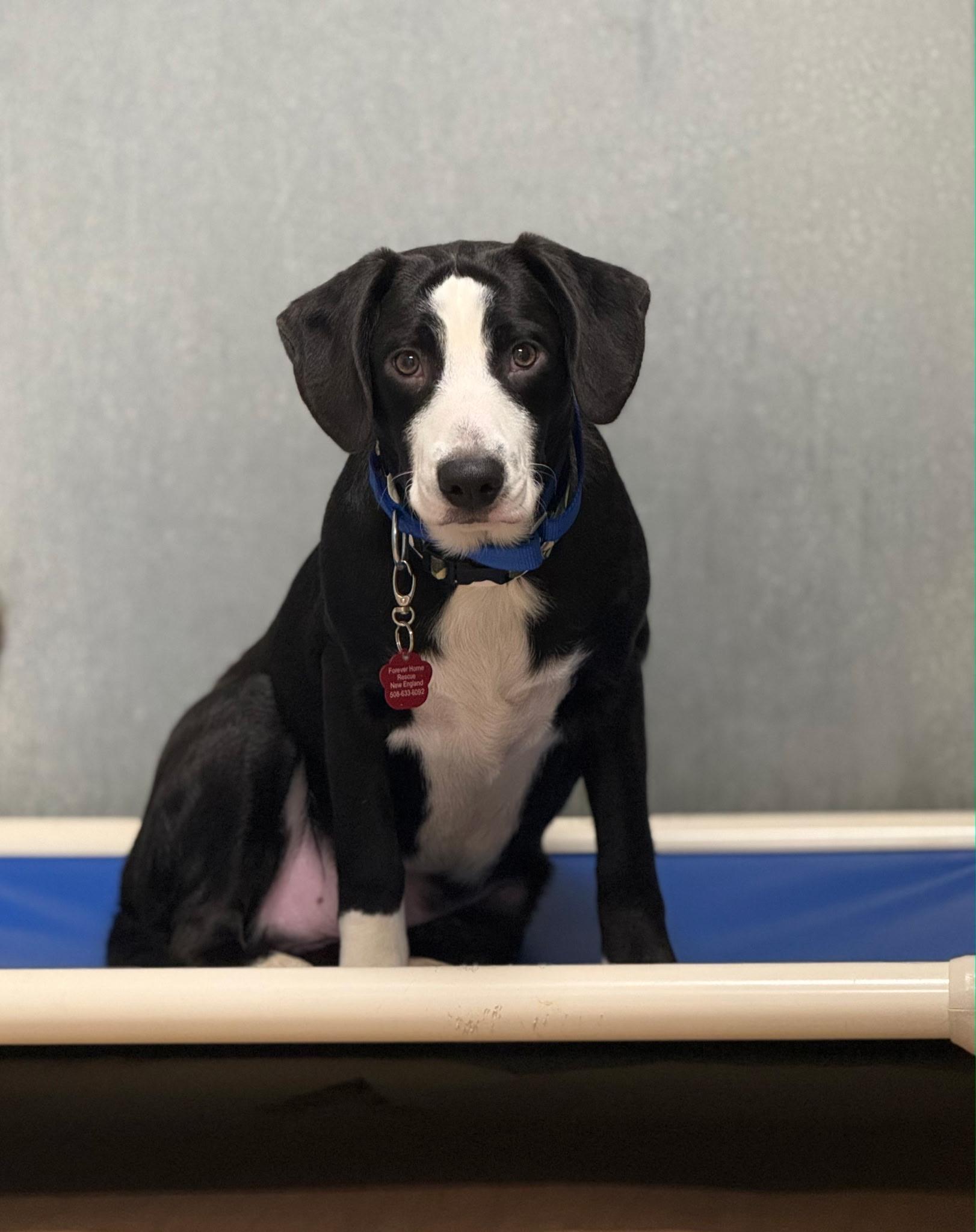 Enlarge Baudy - Come Meet Me!, a ADOPTABLE mixed breed in Medfield, MA image 3/6