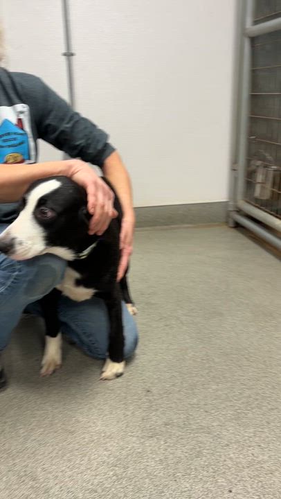 Enlarge Baudy - Come Meet Me!, a ADOPTABLE mixed breed in Medfield, MA video 6/6