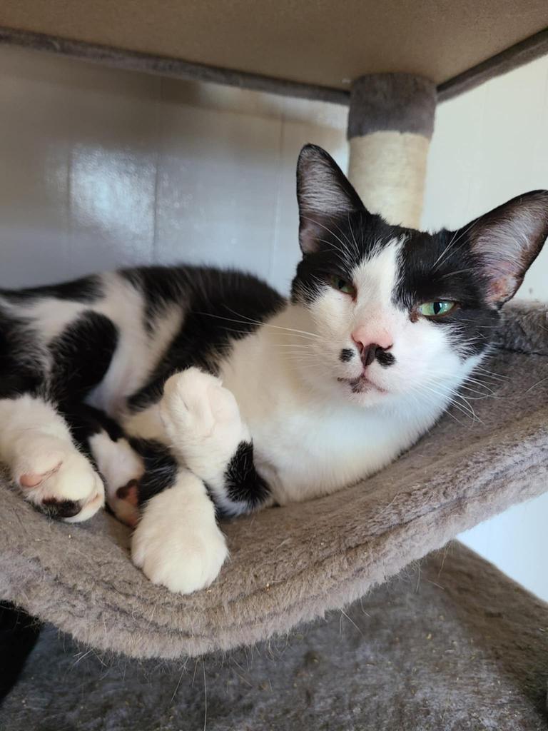 Enlarge Tac, a Adoptable mixed breed in Portland, IN image 1/4