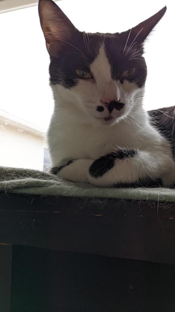 Enlarge Tac, a Adoptable mixed breed in Portland, IN image 4/4