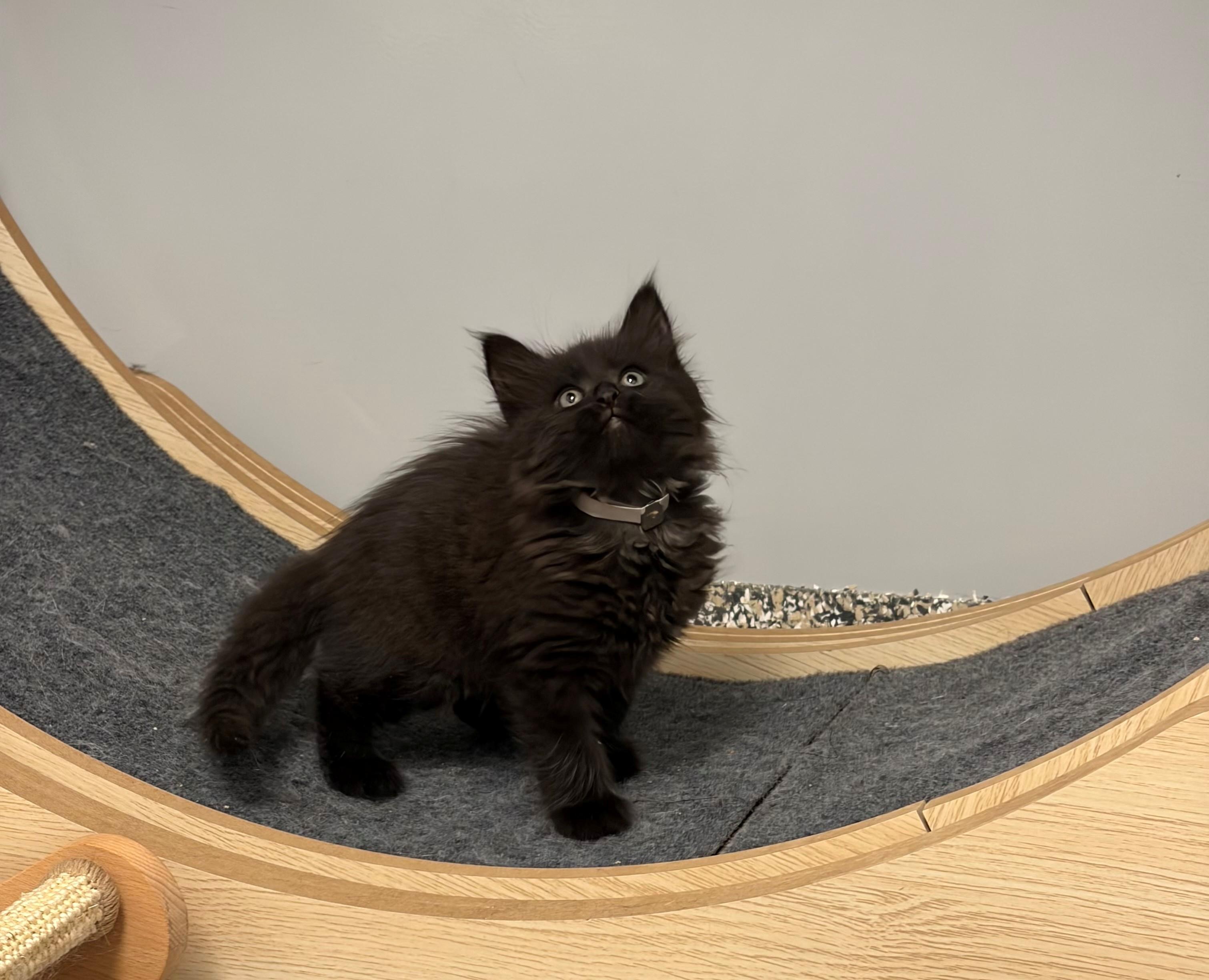 Enlarge Puala, an adopted Domestic Long Hair in Syosset, NY image 1/1