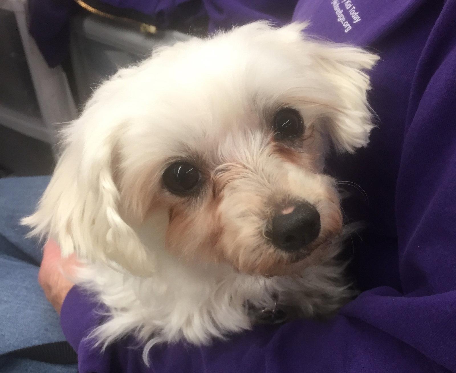 Carolina, Adopted, Young Female Maltese & Yorkshire Terrier.