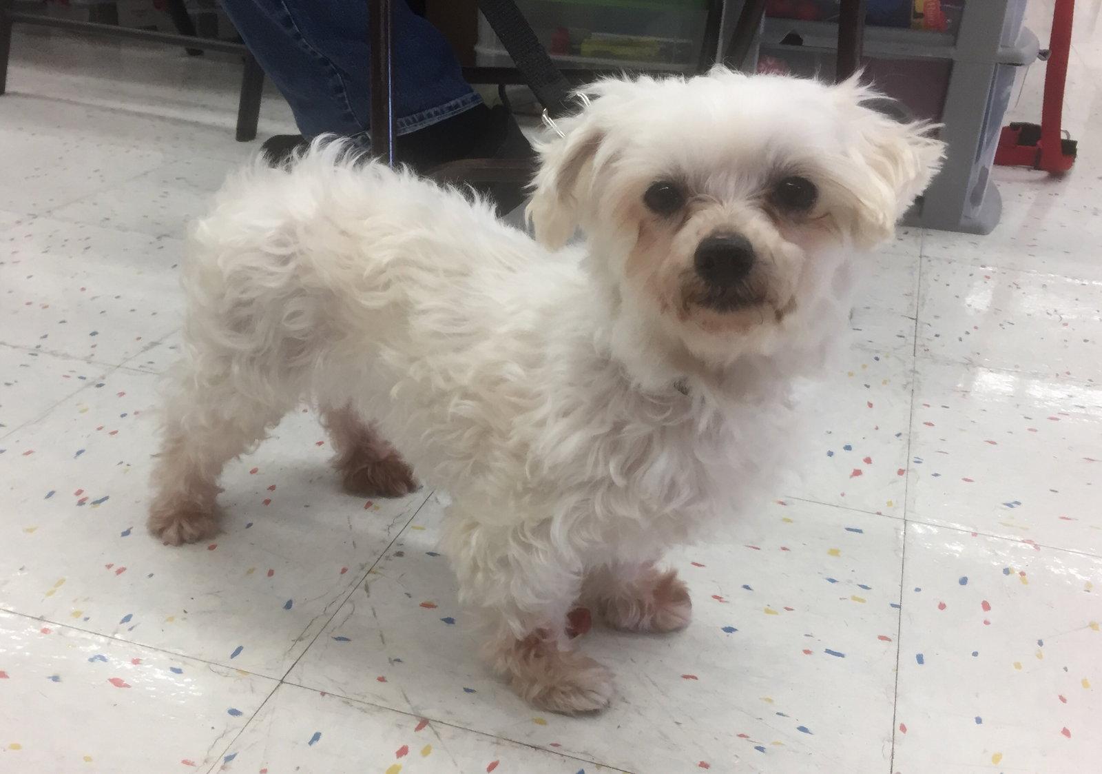 Enlarge Carolina, a Adopted mixed breed in Lee's Summit, MO image 2/3