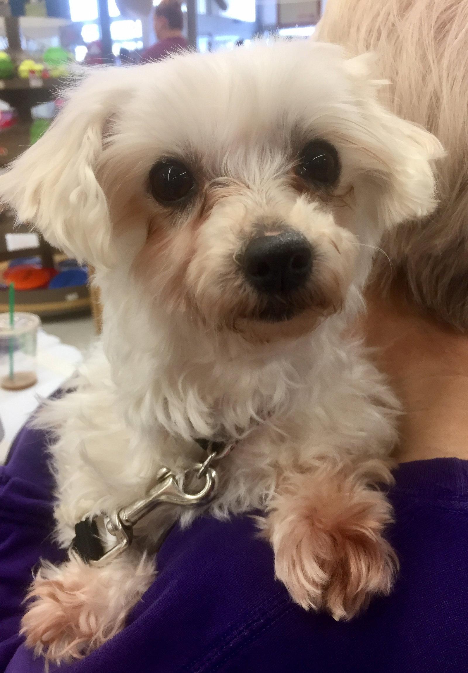 Enlarge Carolina, a Adopted mixed breed in Lee's Summit, MO image 3/3