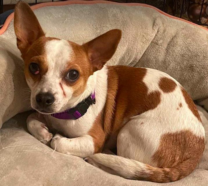 Enlarge Brook, a Adoptable mixed breed in North Richland Hills, TX image 2/2