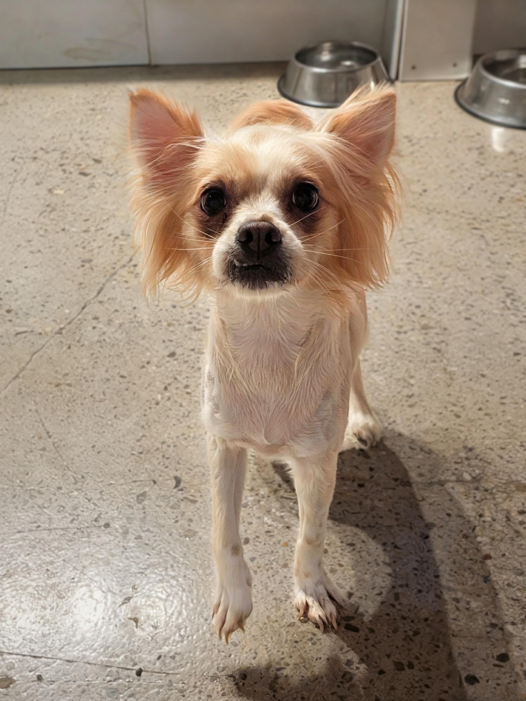 Enlarge Jodie Pawster , a ADOPTABLE mixed breed in Thousand Oaks, CA image 3/3